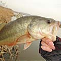 三度の飯＜釣り