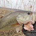 三度の飯＜釣り