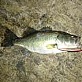 暁のBasser