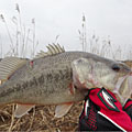 三度の飯＜釣り