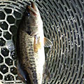 Saka