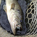 Saka