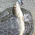 Saka