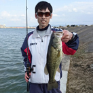 魚鷹