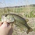 三度の飯＜釣り