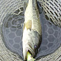 Saka