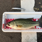 たこ八