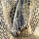 Saka