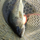 Saka