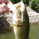 魚鷹