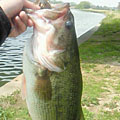 朝霞市のSunday Angler