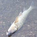 Saka