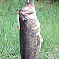 Saka