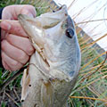 三度の飯＜釣り