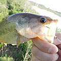 三度の飯＜釣り