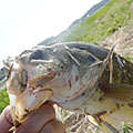 三度の飯＜釣り