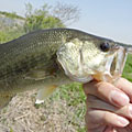 三度の飯＜釣り