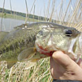 三度の飯＜釣り