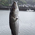Saka