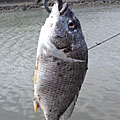 Saka