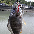Saka