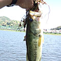 Saka