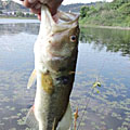 Saka