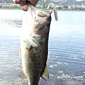 Saka