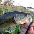 三度の飯＜釣り