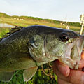 三度の飯＜釣り