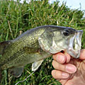 三度の飯＜釣り