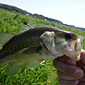 三度の飯＜釣り