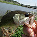 三度の飯＜釣り