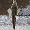 Saka