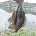 Saka