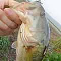 三度の飯＜釣り