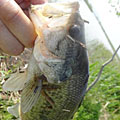三度の飯＜釣り