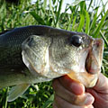 三度の飯＜釣り