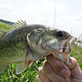 三度の飯＜釣り