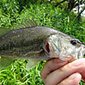 三度の飯＜釣り