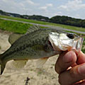 三度の飯＜釣り