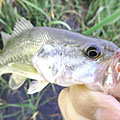 三度の飯＜釣り