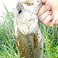 三度の飯＜釣り