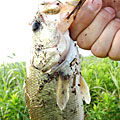 三度の飯＜釣り