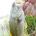 三度の飯＜釣り