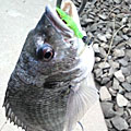 Saka