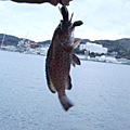Saka