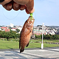 Saka