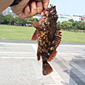 Saka