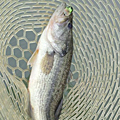 Saka